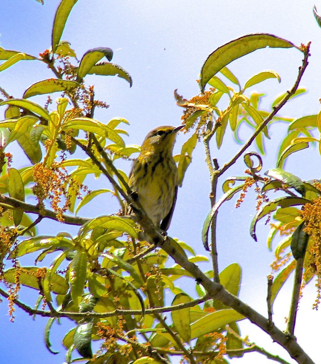 Cape May Warbler - ML618048616
