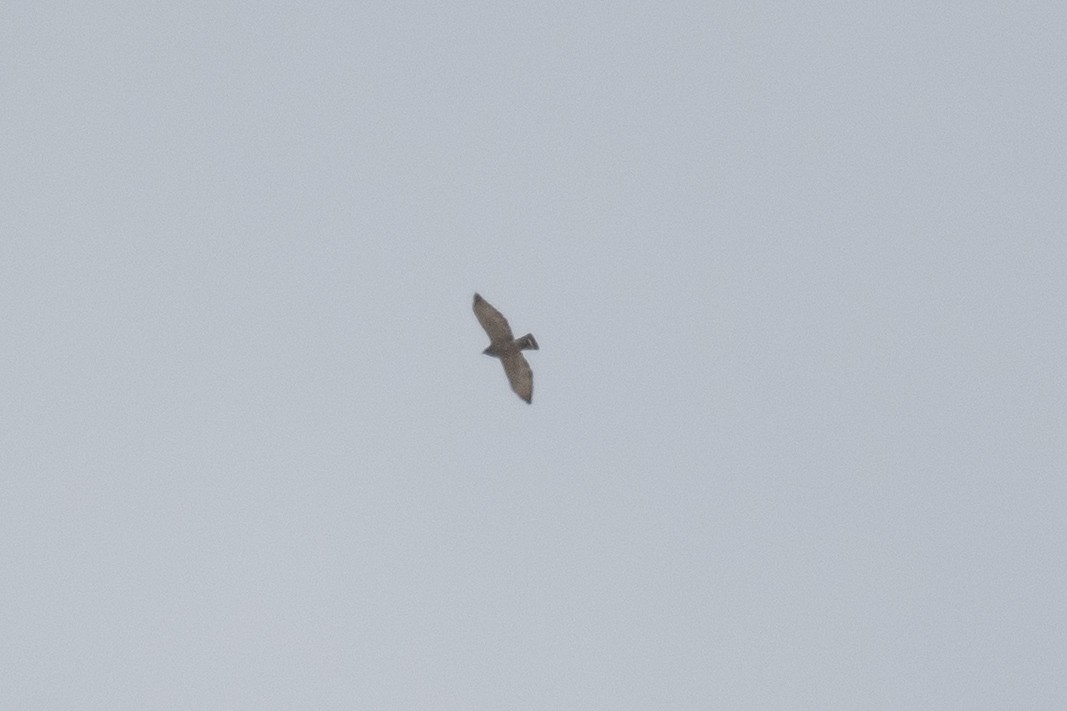 Broad-winged Hawk - ML618048633