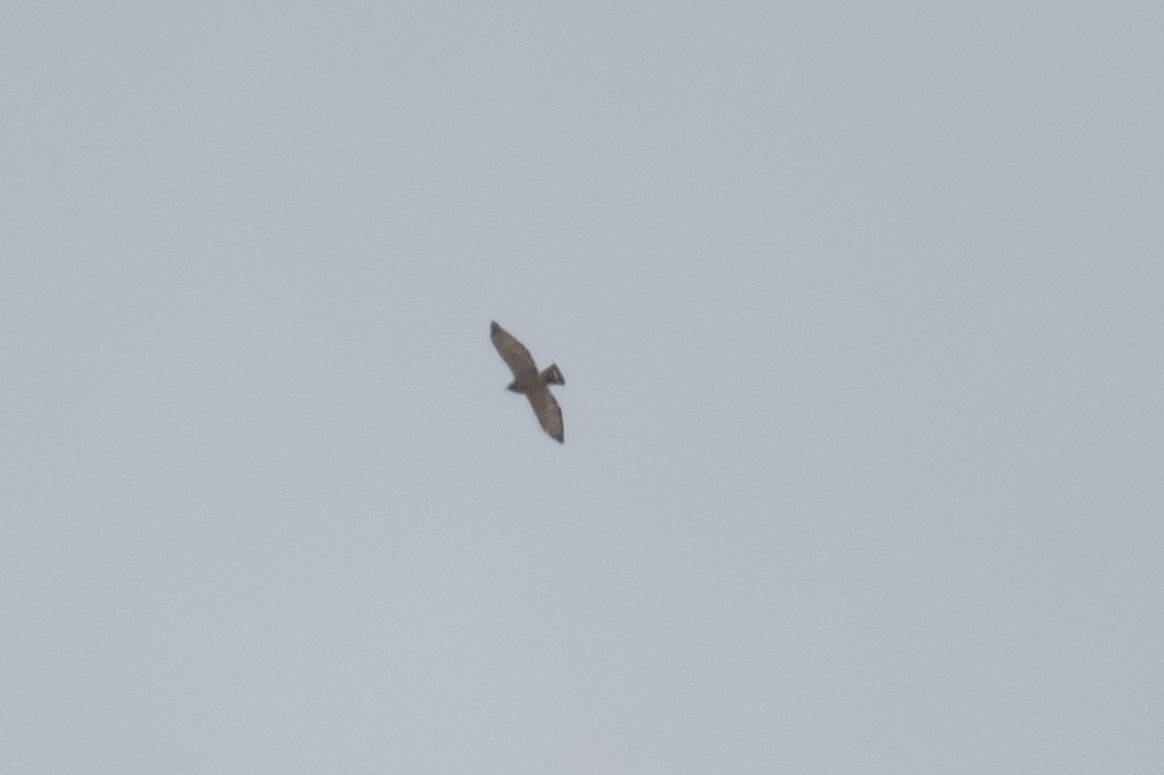 Broad-winged Hawk - ML618048635