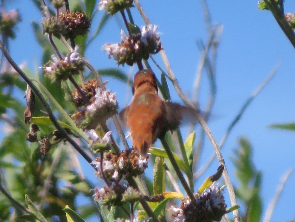 Rufous/Allen's Hummingbird - ML618048666
