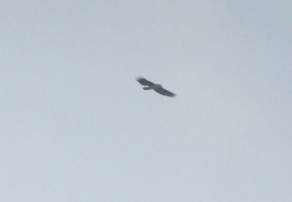 Gray-headed Kite - ML618048668