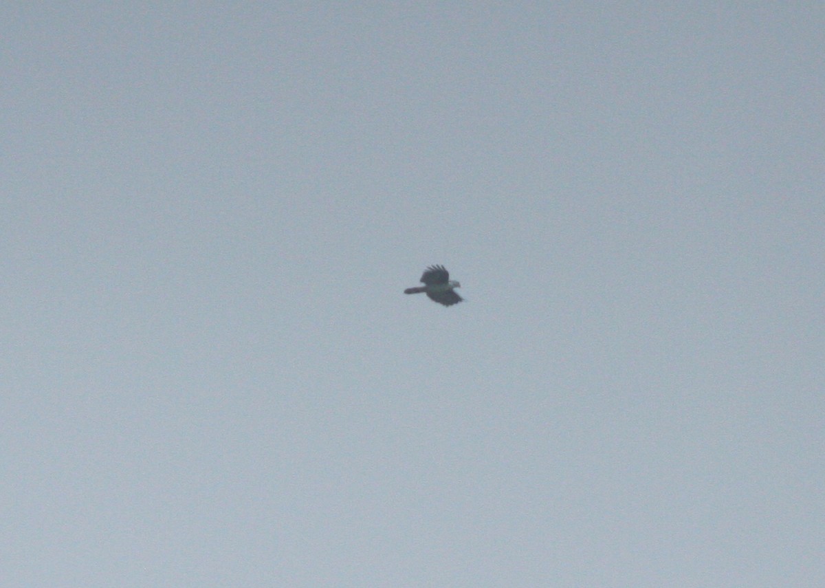 Gray-headed Kite - ML618048669
