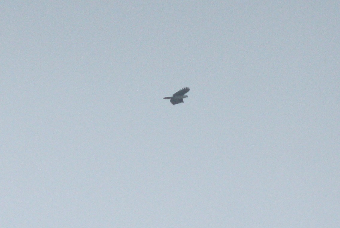 Gray-headed Kite - ML618048670