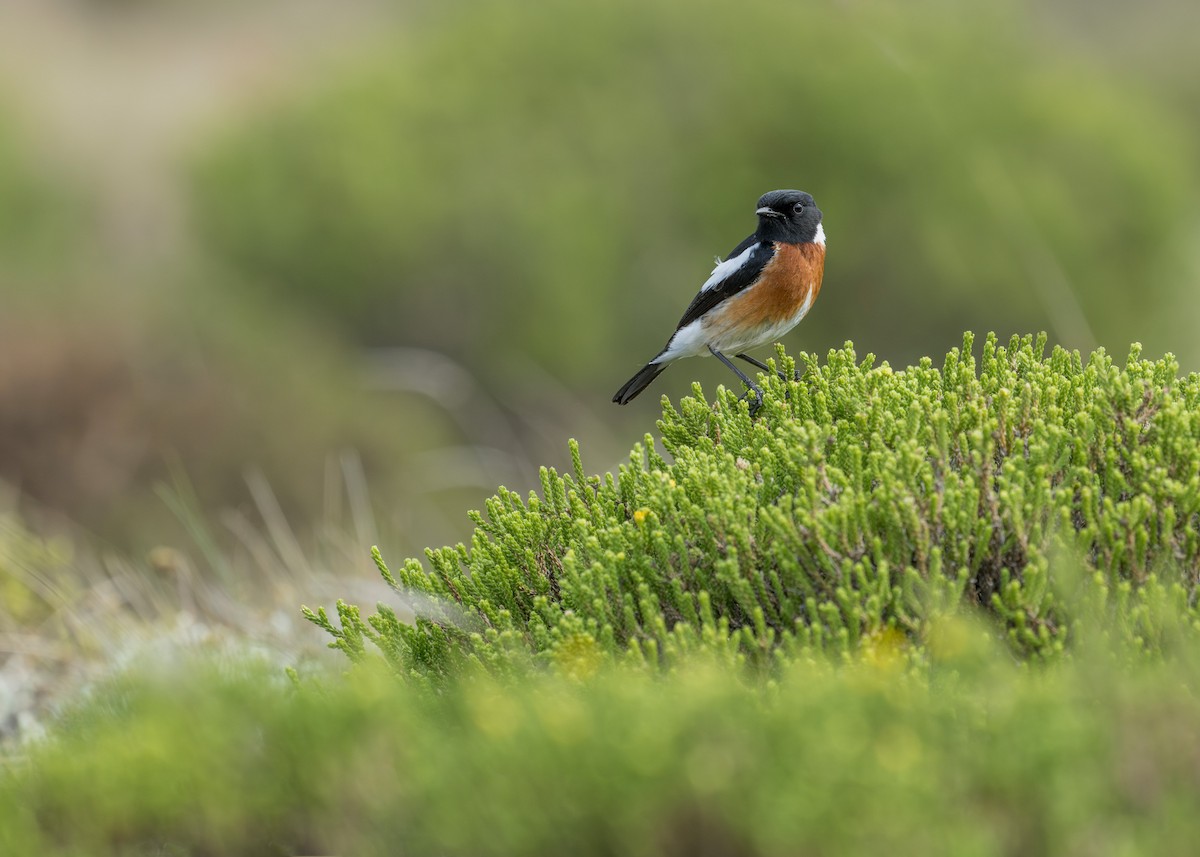 African Stonechat - ML618048672