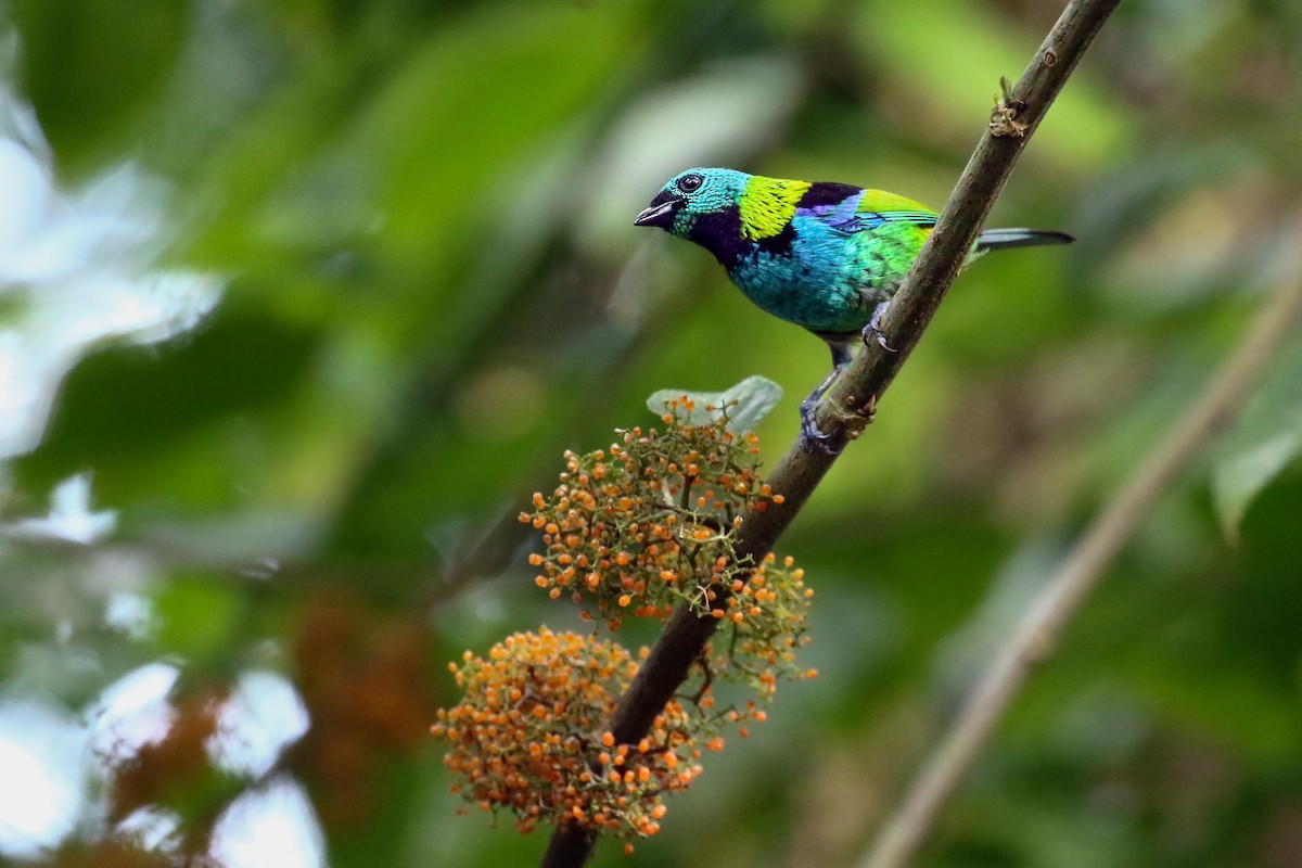 Green-headed Tanager - ML618048675