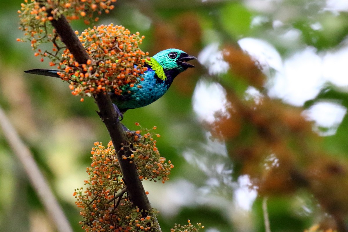 Green-headed Tanager - ML618048676
