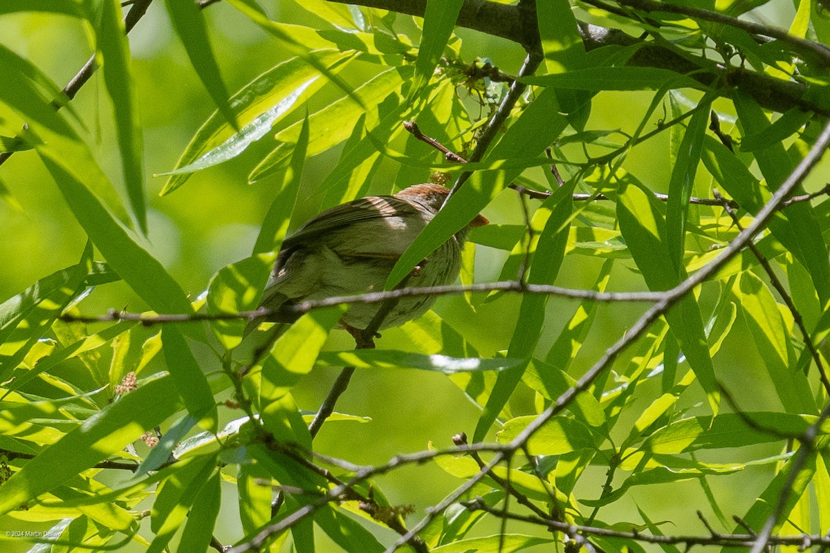 Field Sparrow - ML618048740
