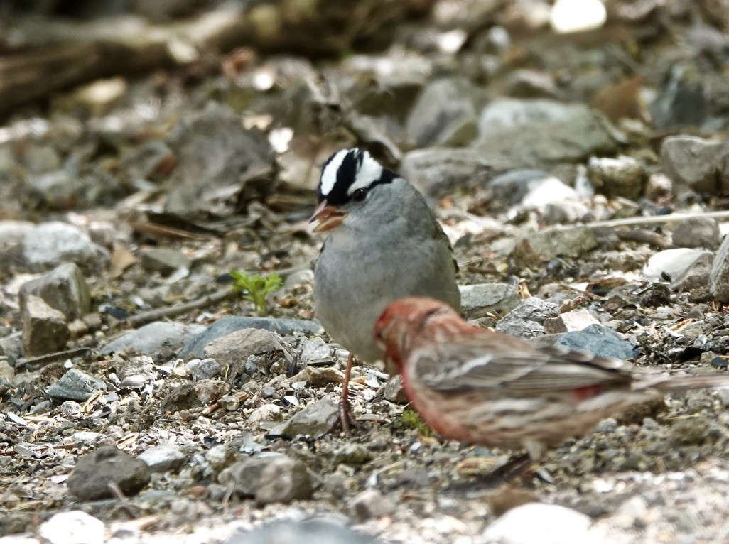 White-crowned Sparrow (oriantha) - ML618048744