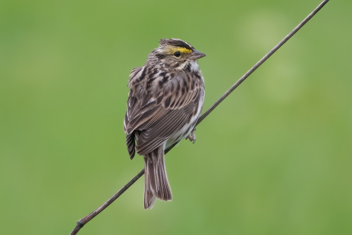 Savannah Sparrow - ML618048755