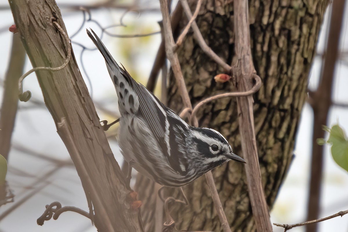 Black-and-white Warbler - ML618048815