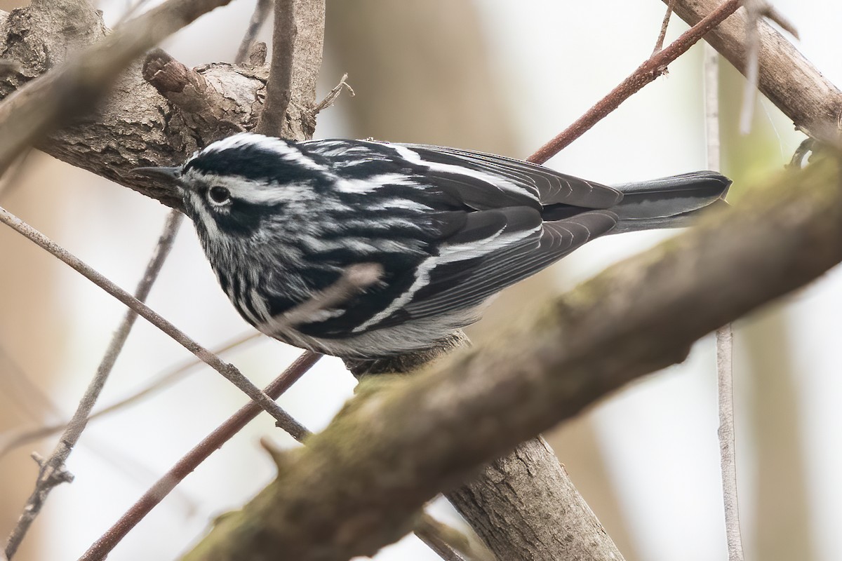 Black-and-white Warbler - ML618048816