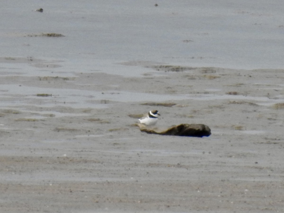 Semipalmated Plover - ML618048819