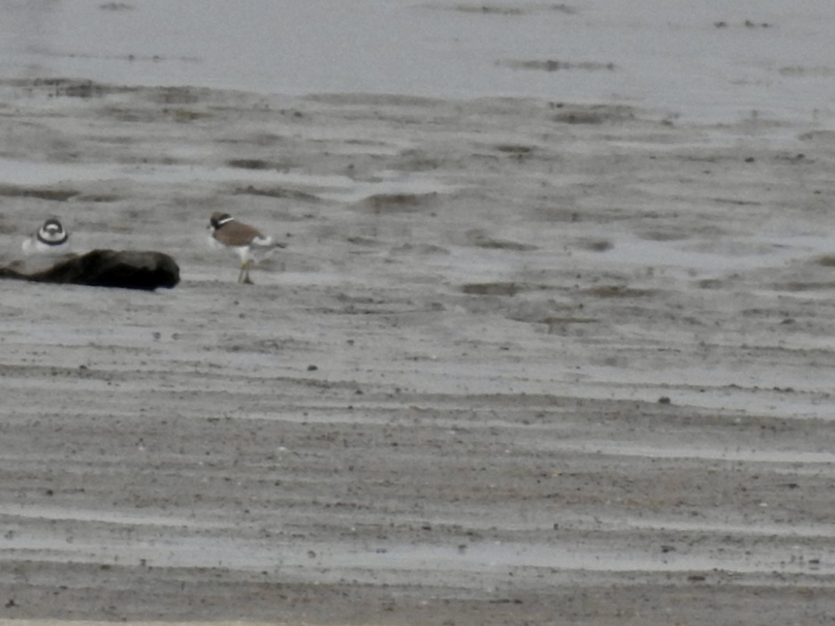 Semipalmated Plover - ML618048820