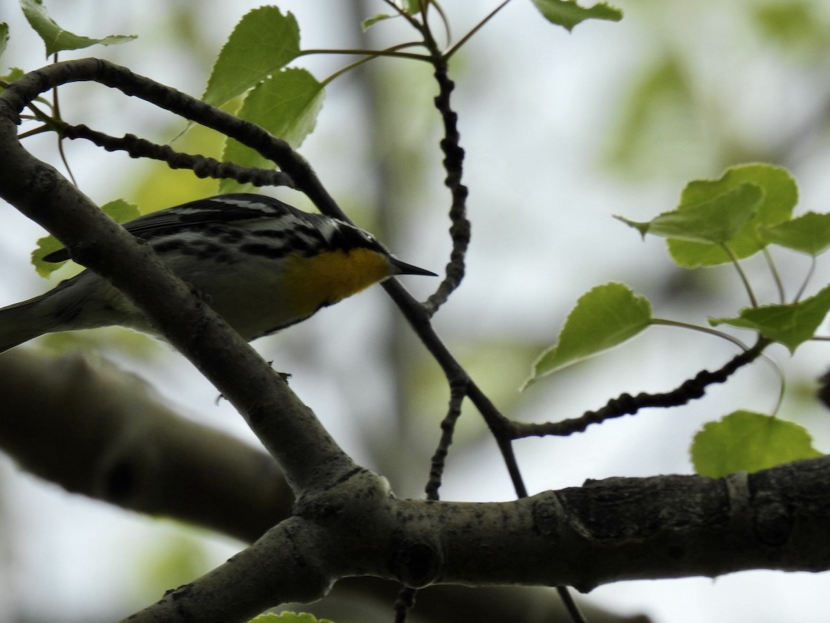 Yellow-throated Warbler - ML618048833