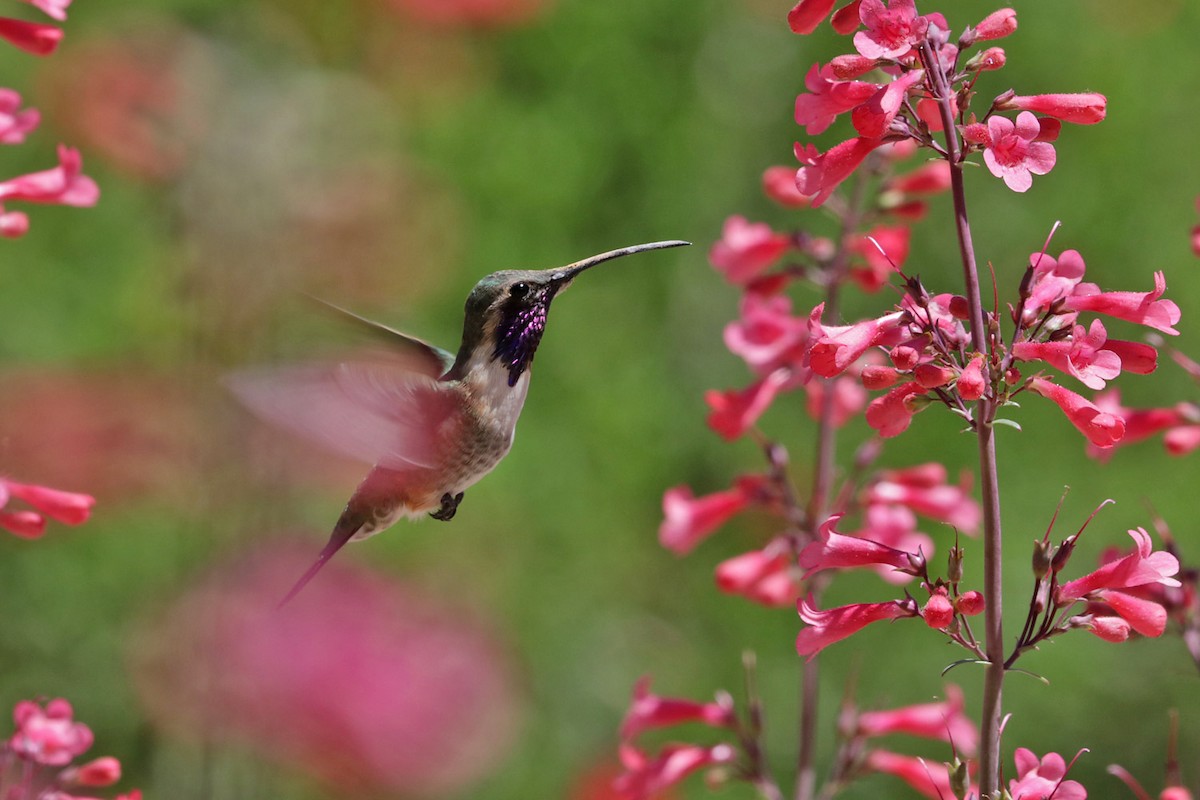 Lucifer Hummingbird - Richard Fray