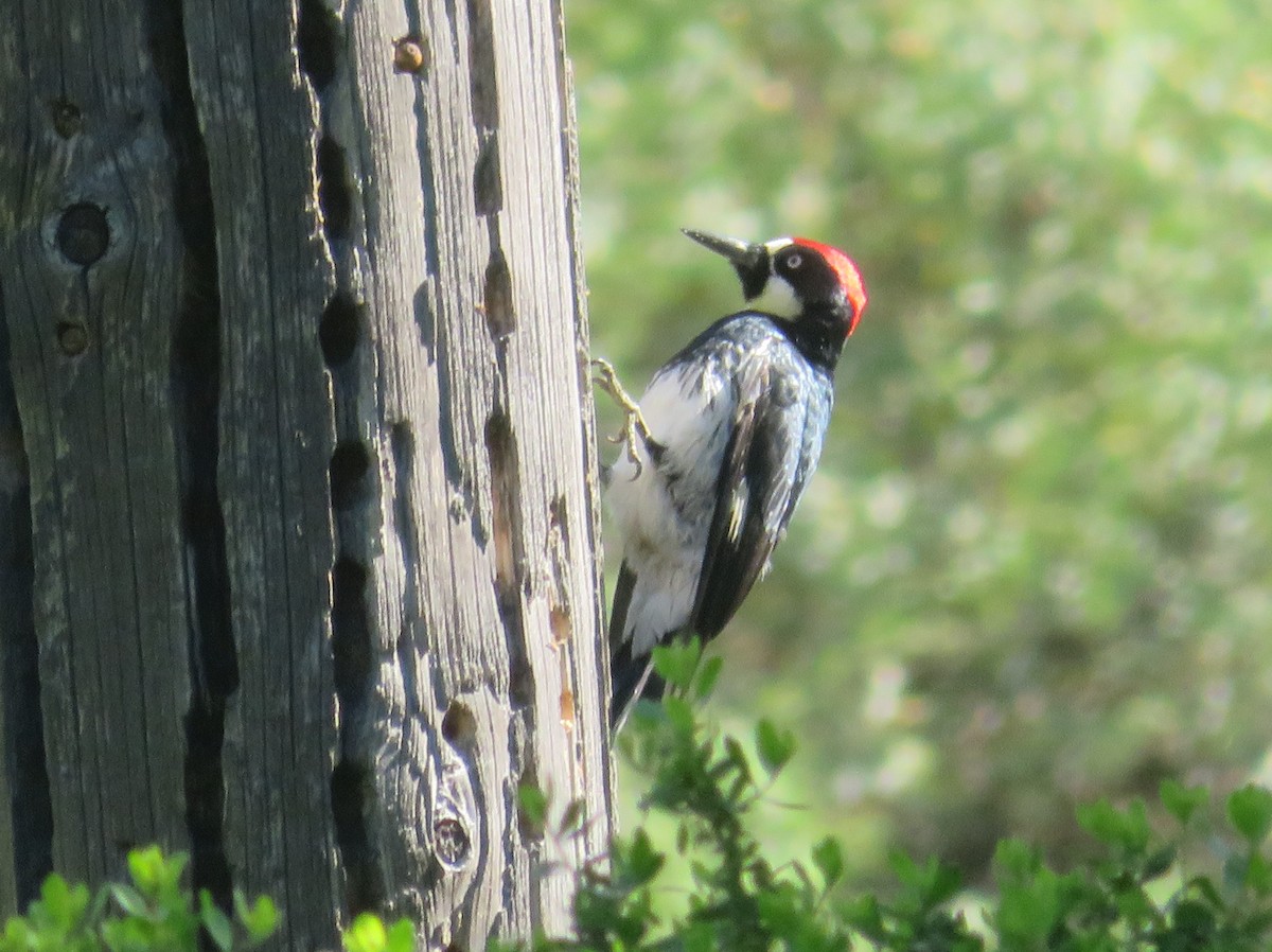 Acorn Woodpecker - ML618048892