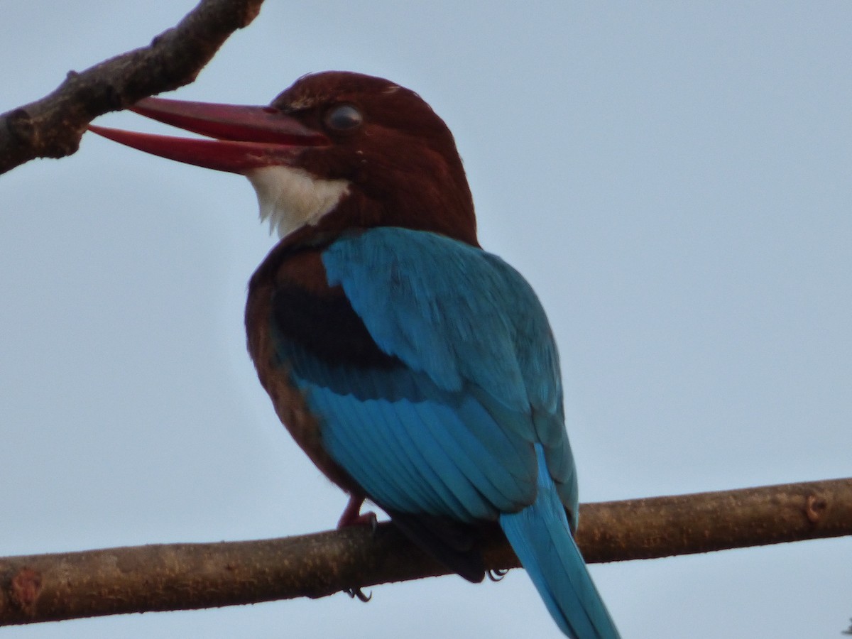 White-throated Kingfisher - Ashok Kalburgi
