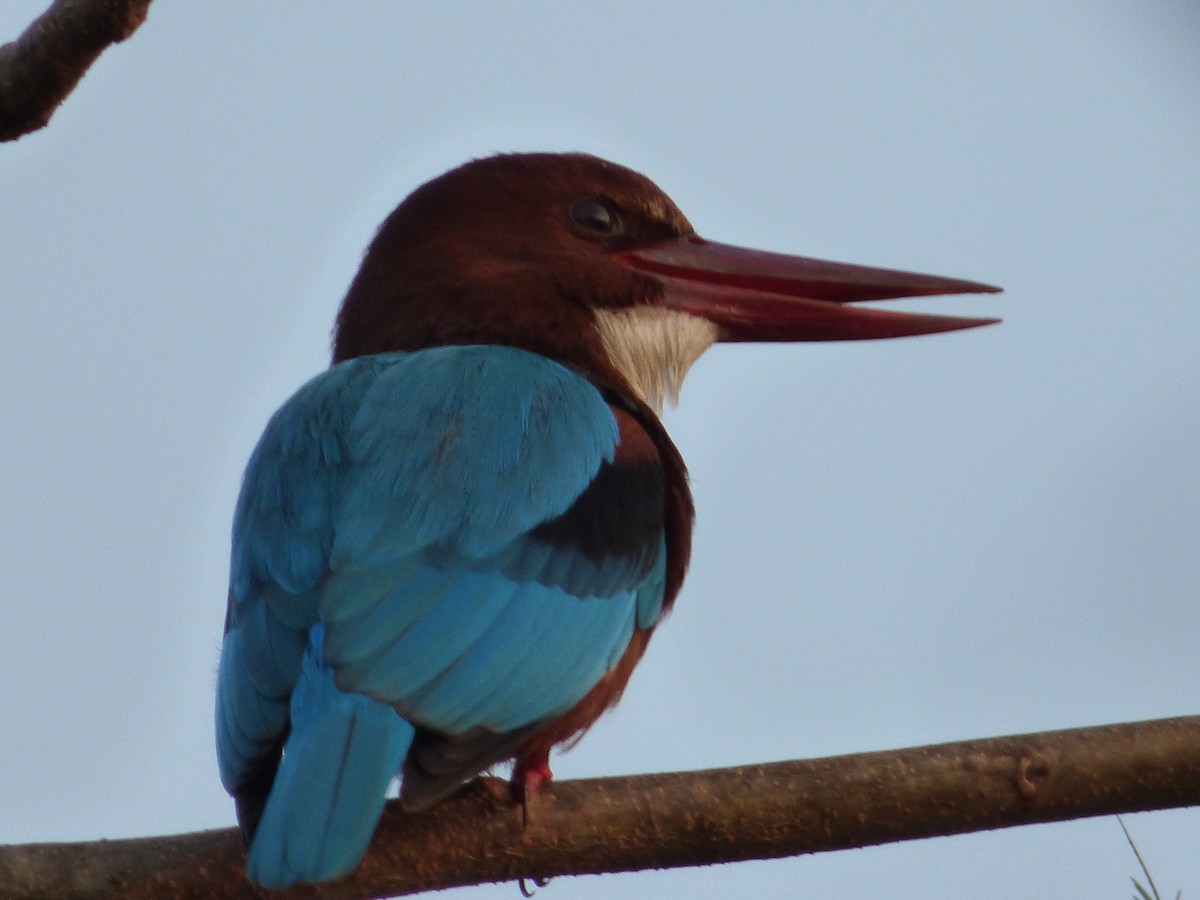 White-throated Kingfisher - Ashok Kalburgi