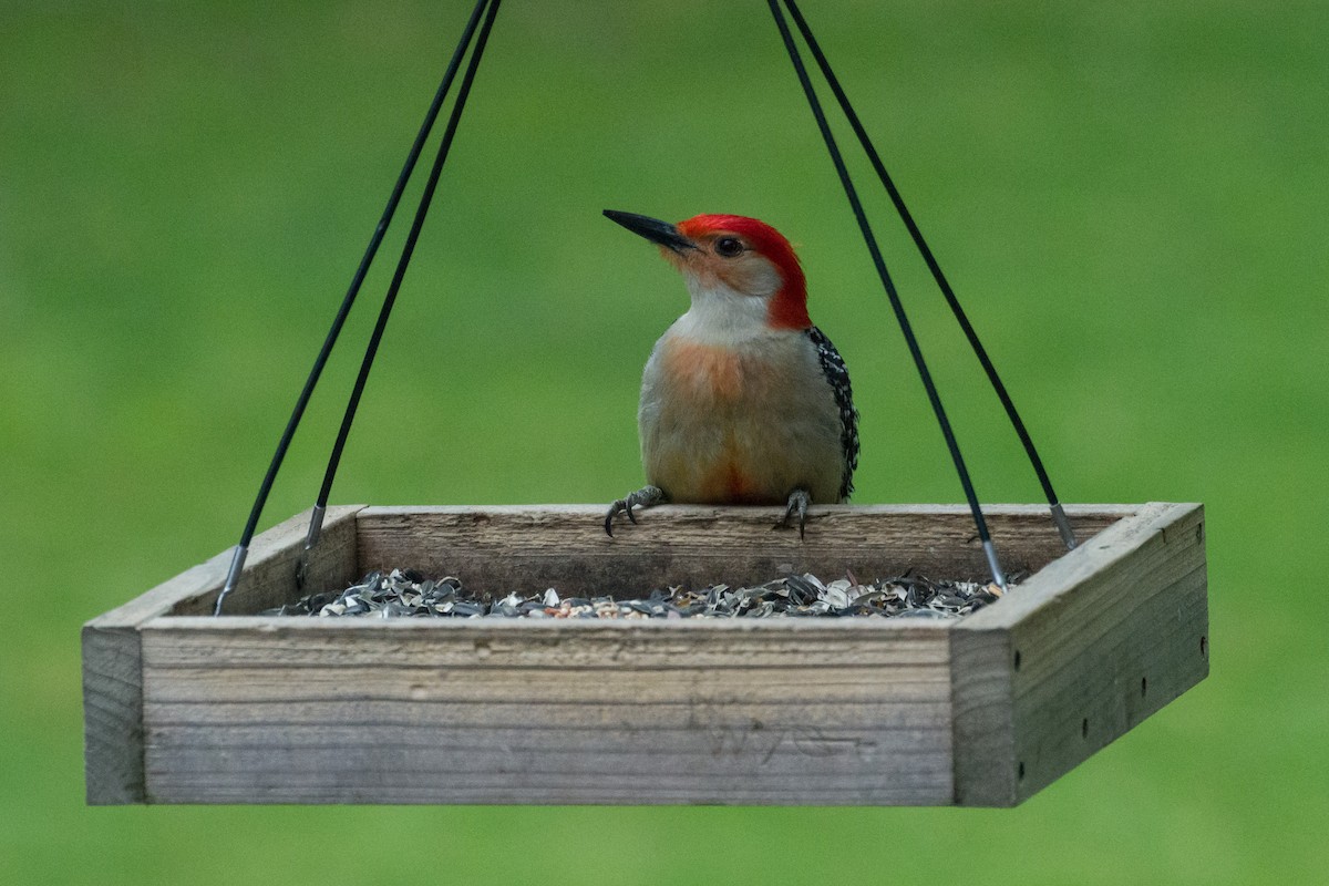Red-bellied Woodpecker - ML618048935
