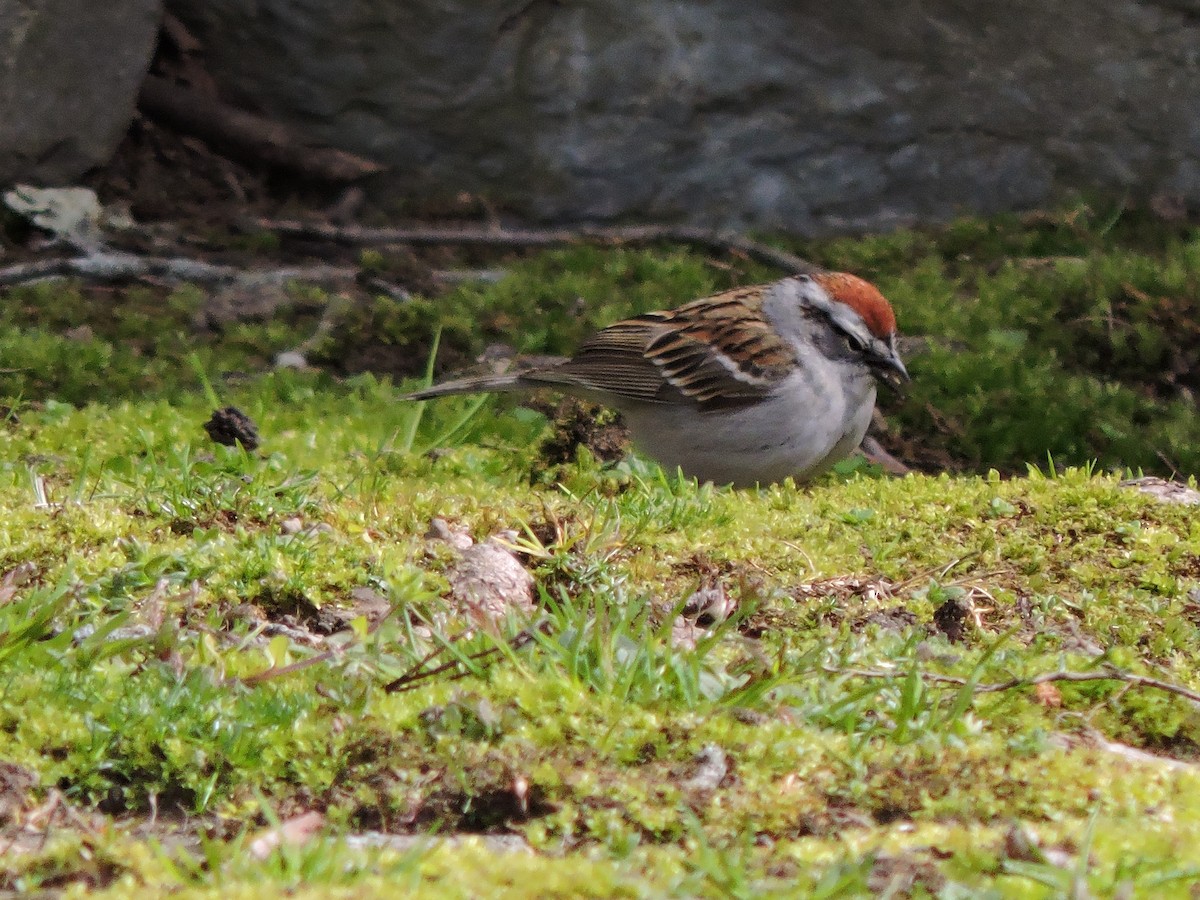 Chipping Sparrow - ML618048937