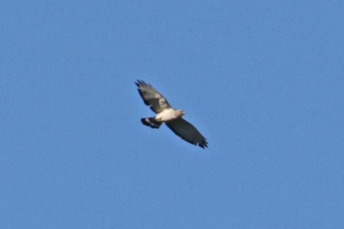 Broad-winged Hawk - ML618048938