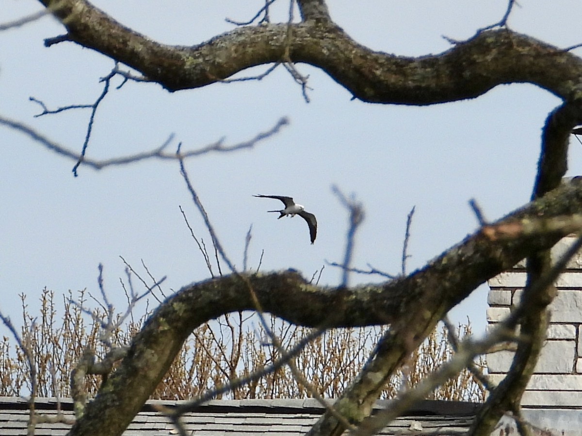 Swallow-tailed Kite - ML618048942