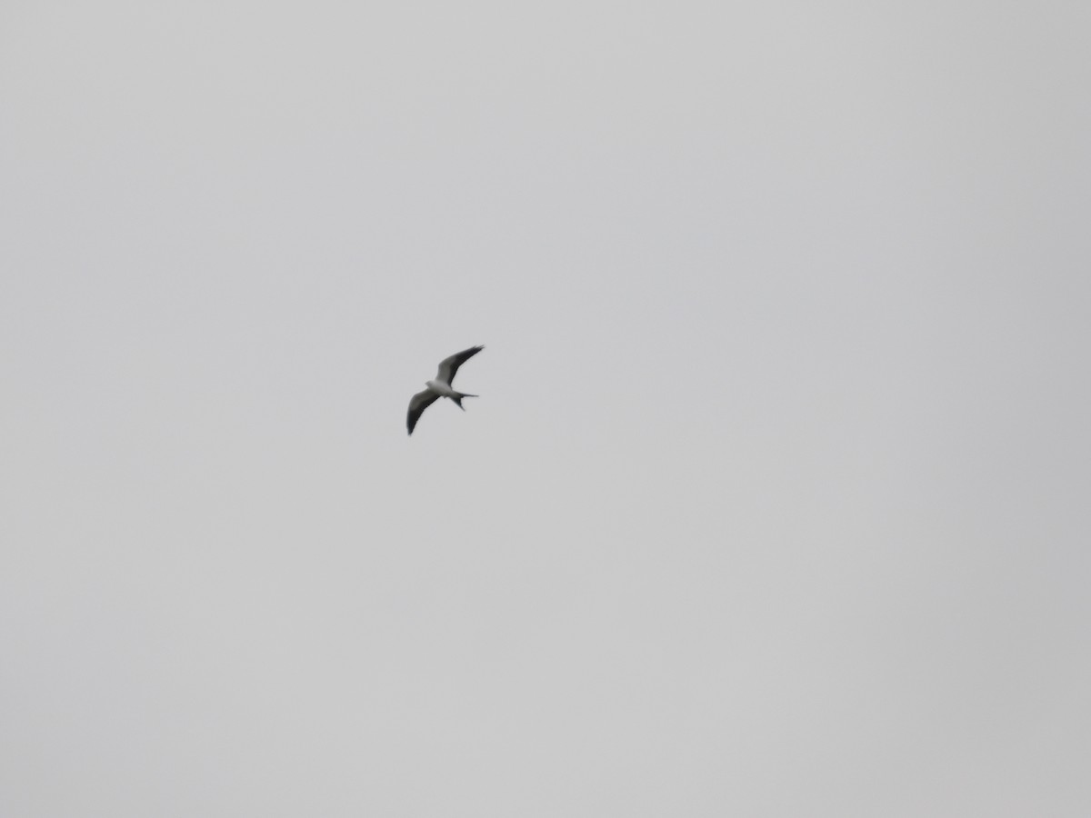 Swallow-tailed Kite - ML618048943
