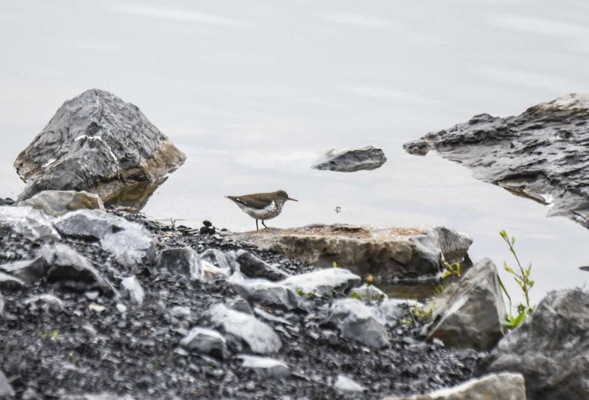 Spotted Sandpiper - Tom and Janet Kuehl