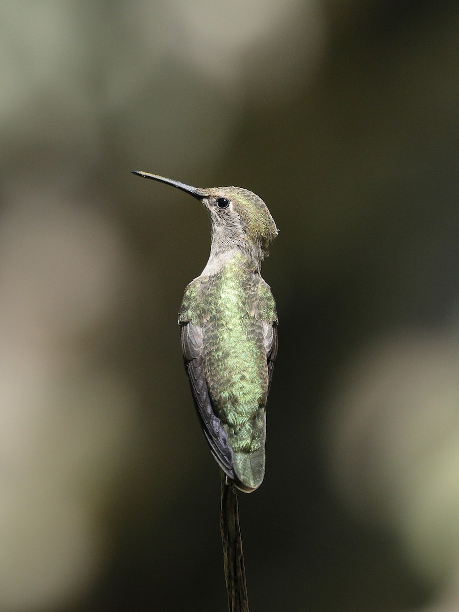 Anna's Hummingbird - ML618048953