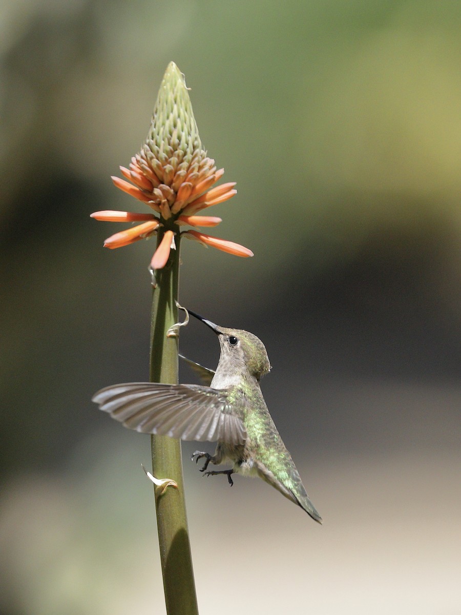 Anna's Hummingbird - ML618048955