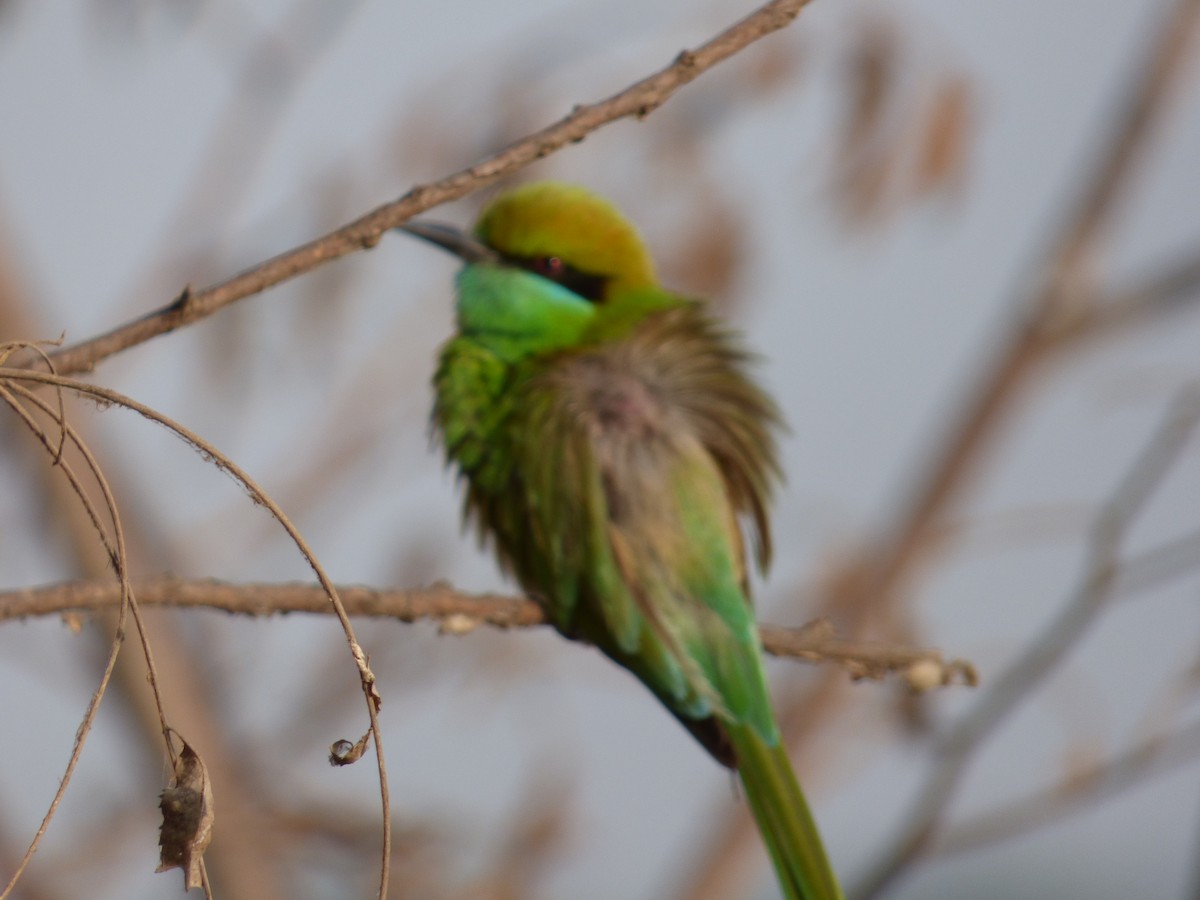Asian Green Bee-eater - Ashok Kalburgi
