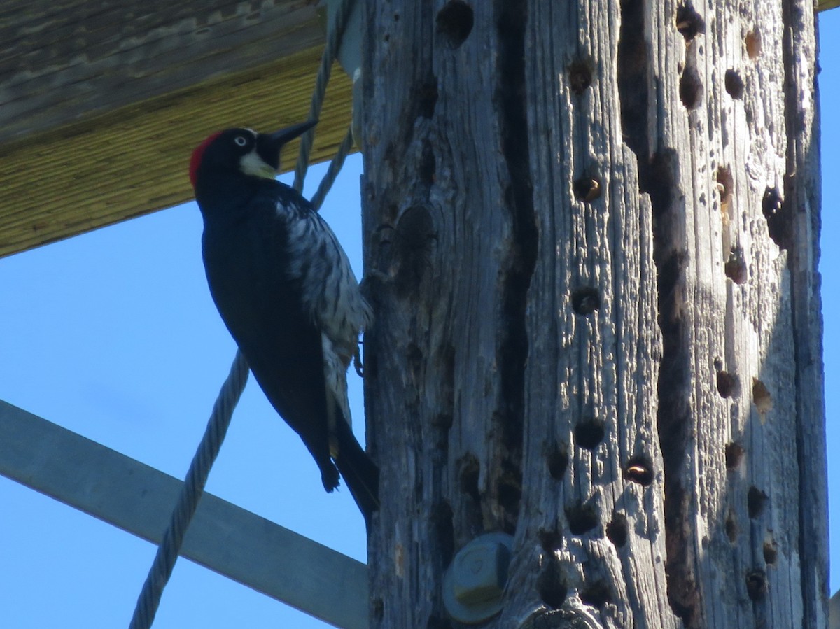 Acorn Woodpecker - ML618049018