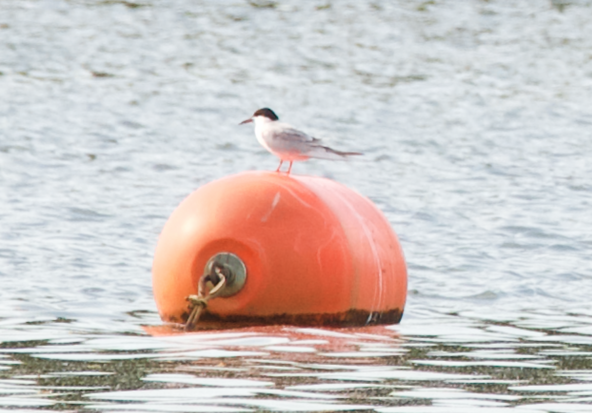Forster's Tern - Heather Buttonow