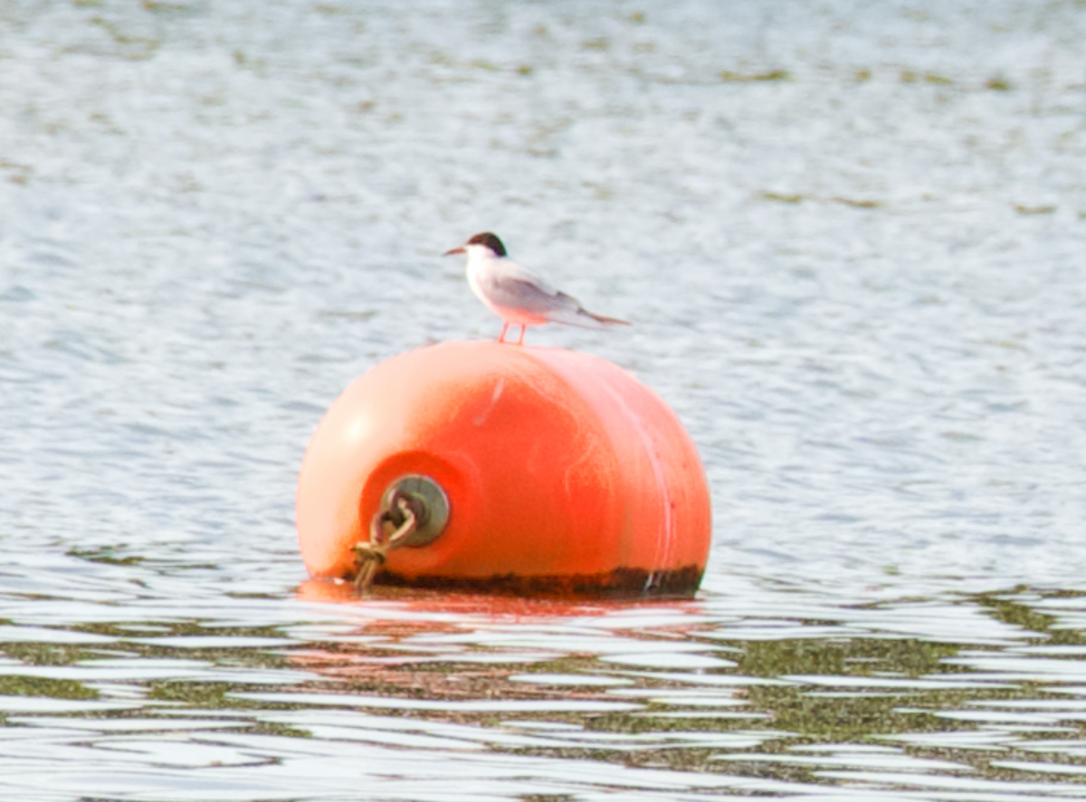 Forster's Tern - Heather Buttonow