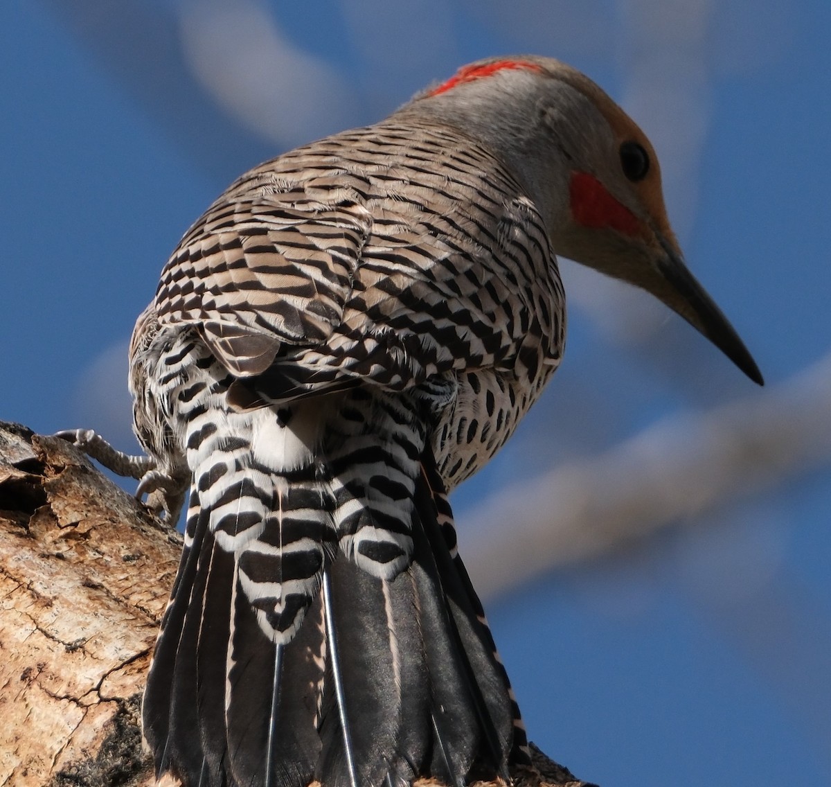 Northern Flicker (Yellow-shafted x Red-shafted) - ML618049044
