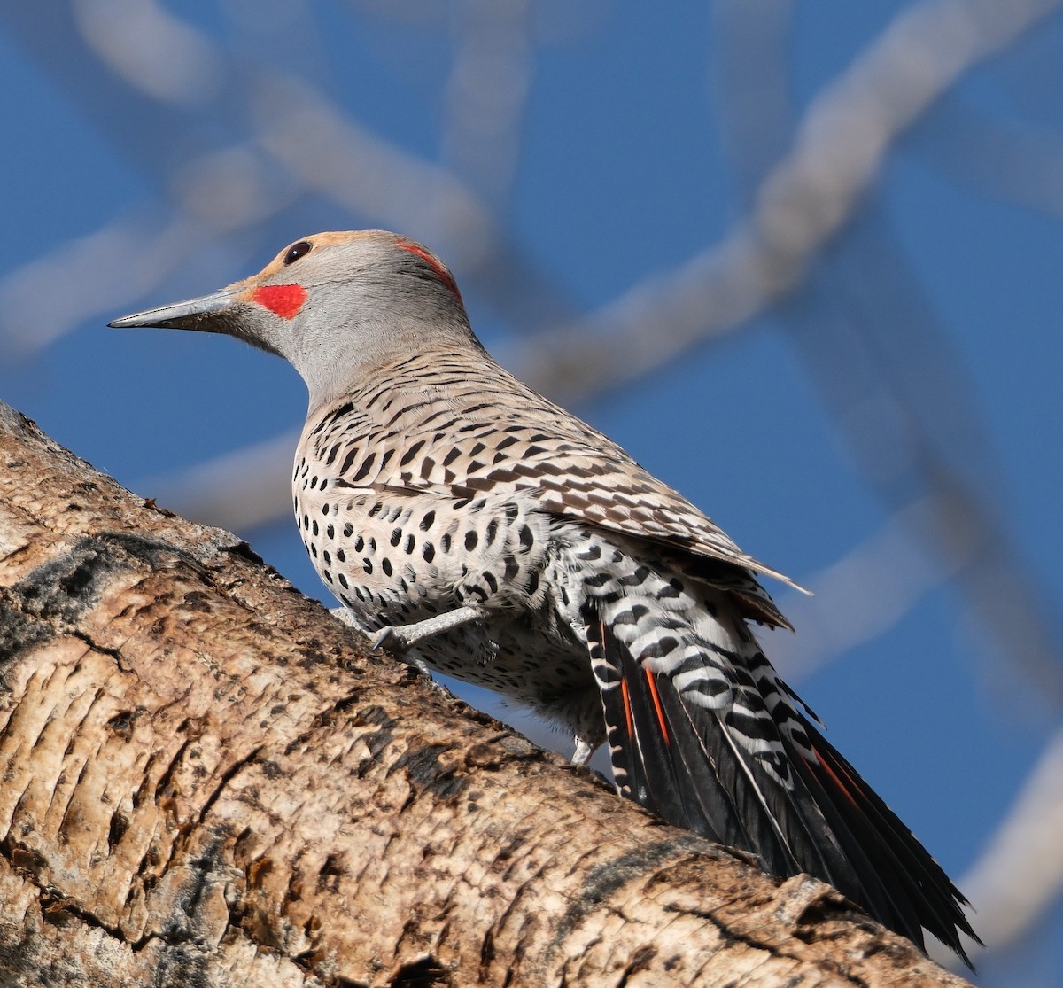 Northern Flicker (Yellow-shafted x Red-shafted) - Lori Bellis