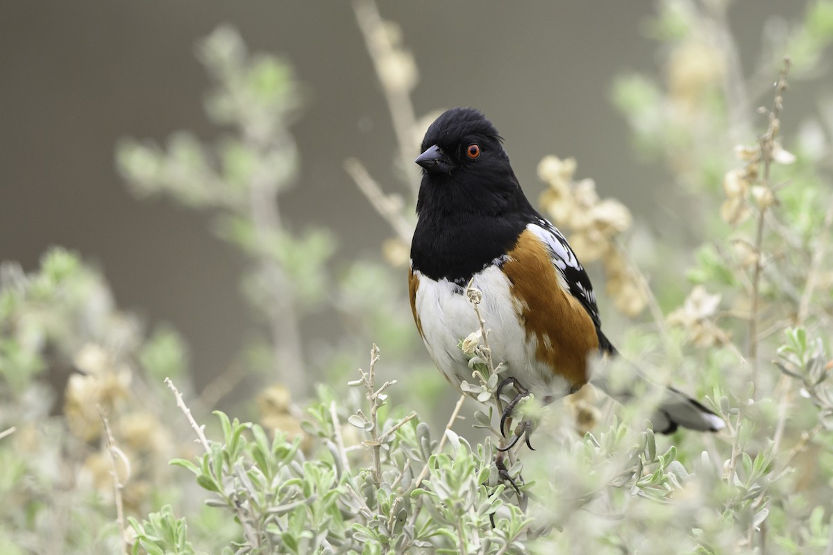 Spotted Towhee - ML618049048