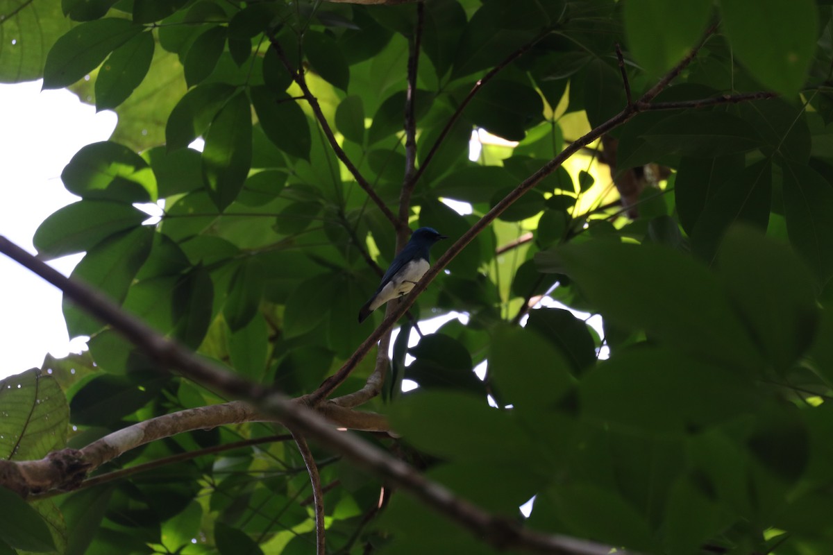 Blue-and-white Flycatcher - ML618049053