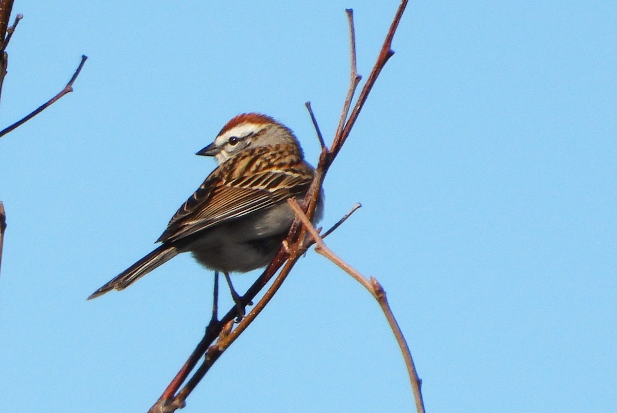 Chipping Sparrow - Philip Kyle
