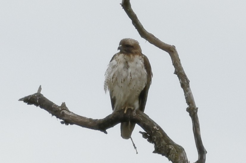 Red-tailed Hawk - ML618049058