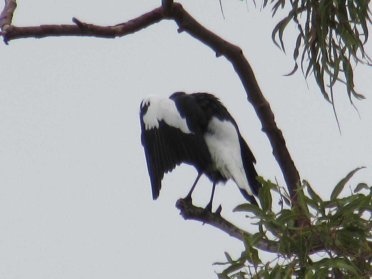 Australian Magpie - Anonymous