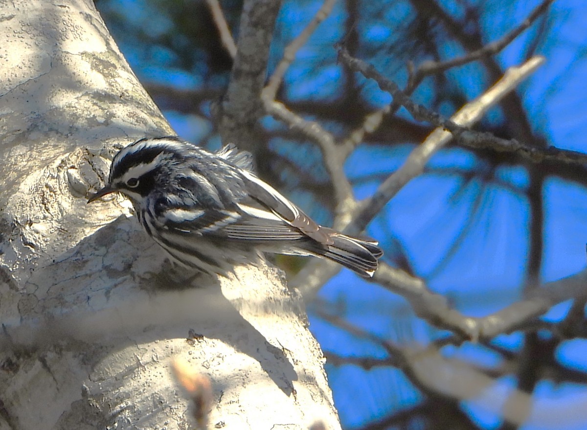 Black-and-white Warbler - ML618049077