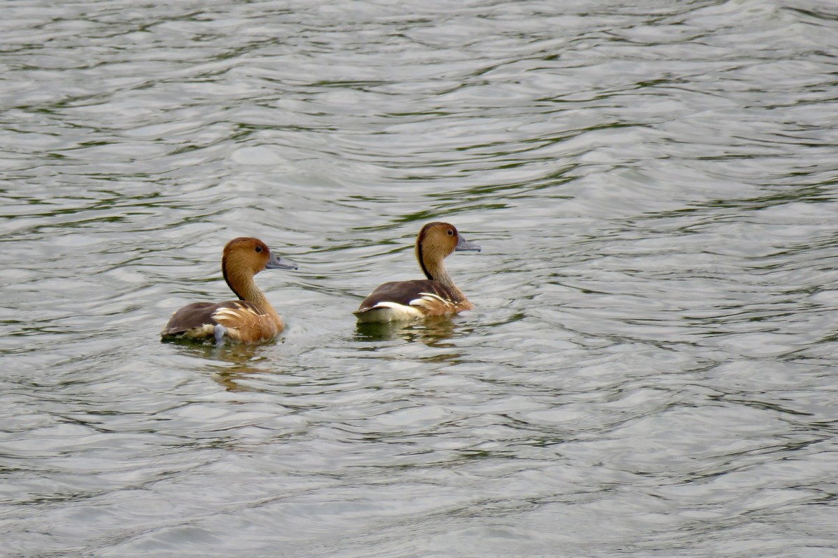 Fulvous Whistling-Duck - Nancy Clogston