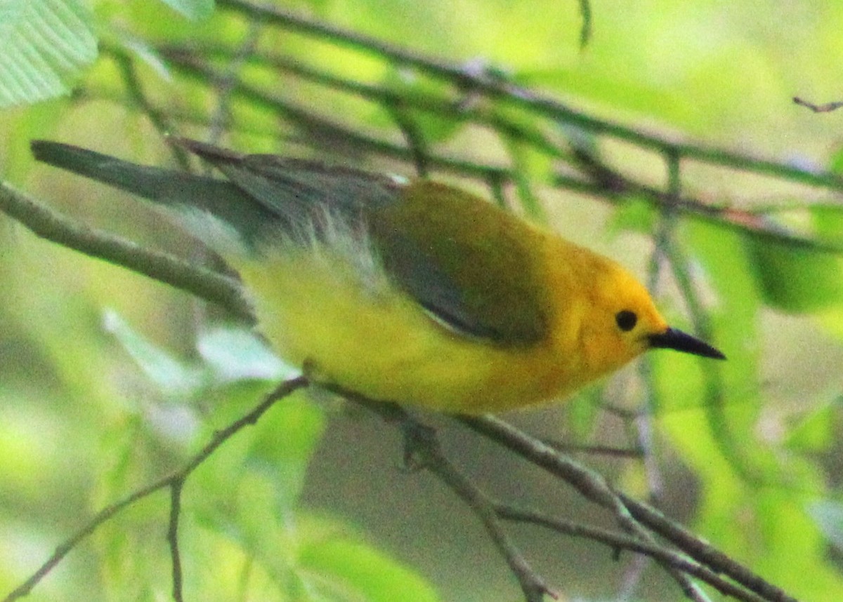Prothonotary Warbler - ML618049128