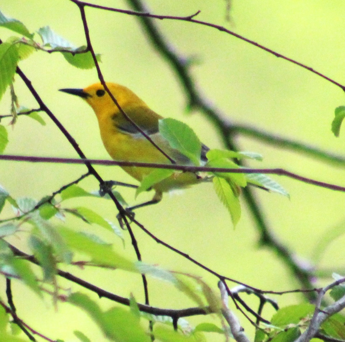 Prothonotary Warbler - ML618049129
