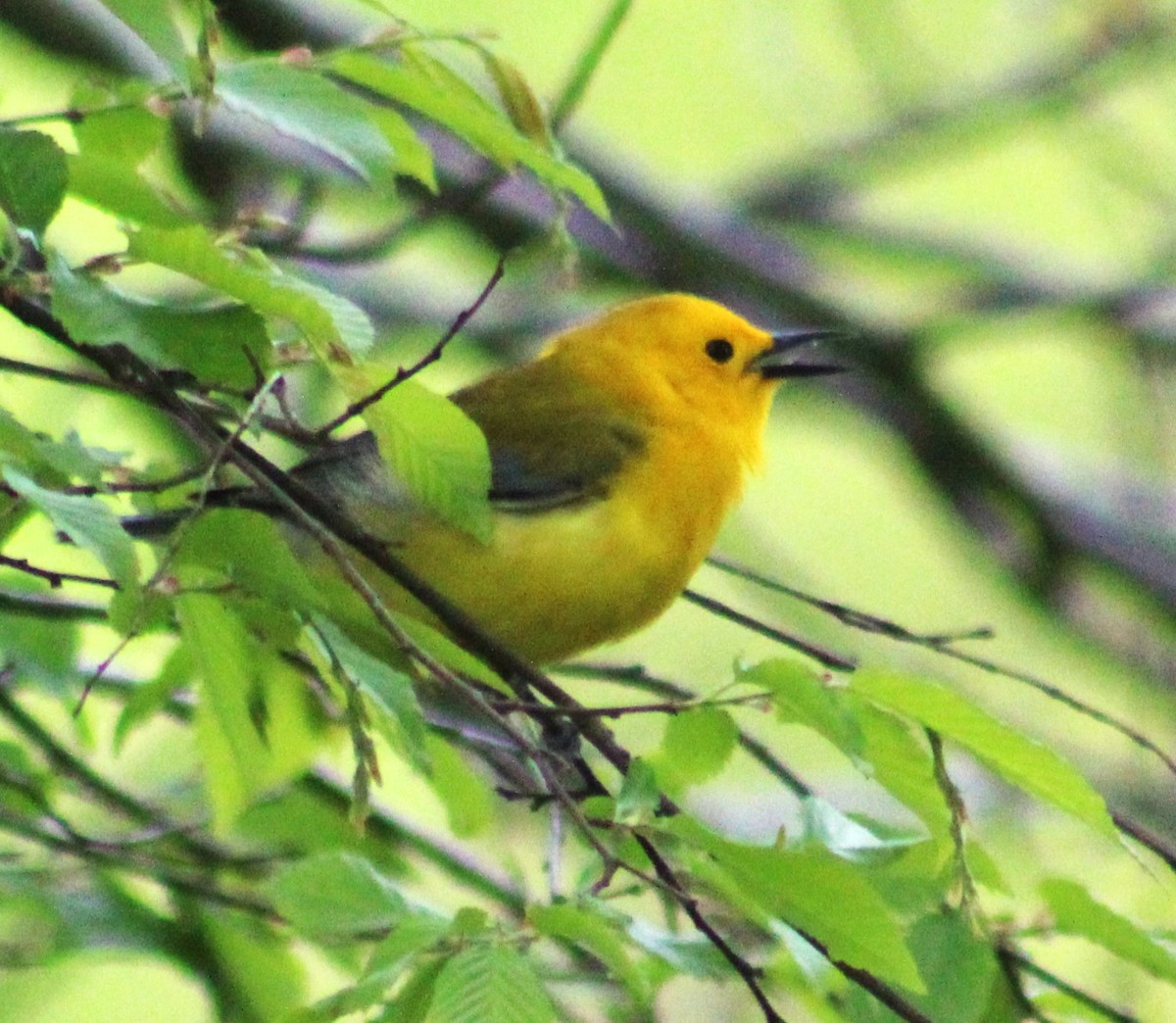 Prothonotary Warbler - ML618049130