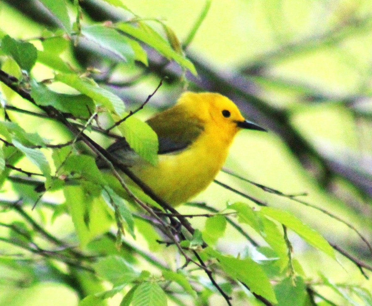 Prothonotary Warbler - ML618049131