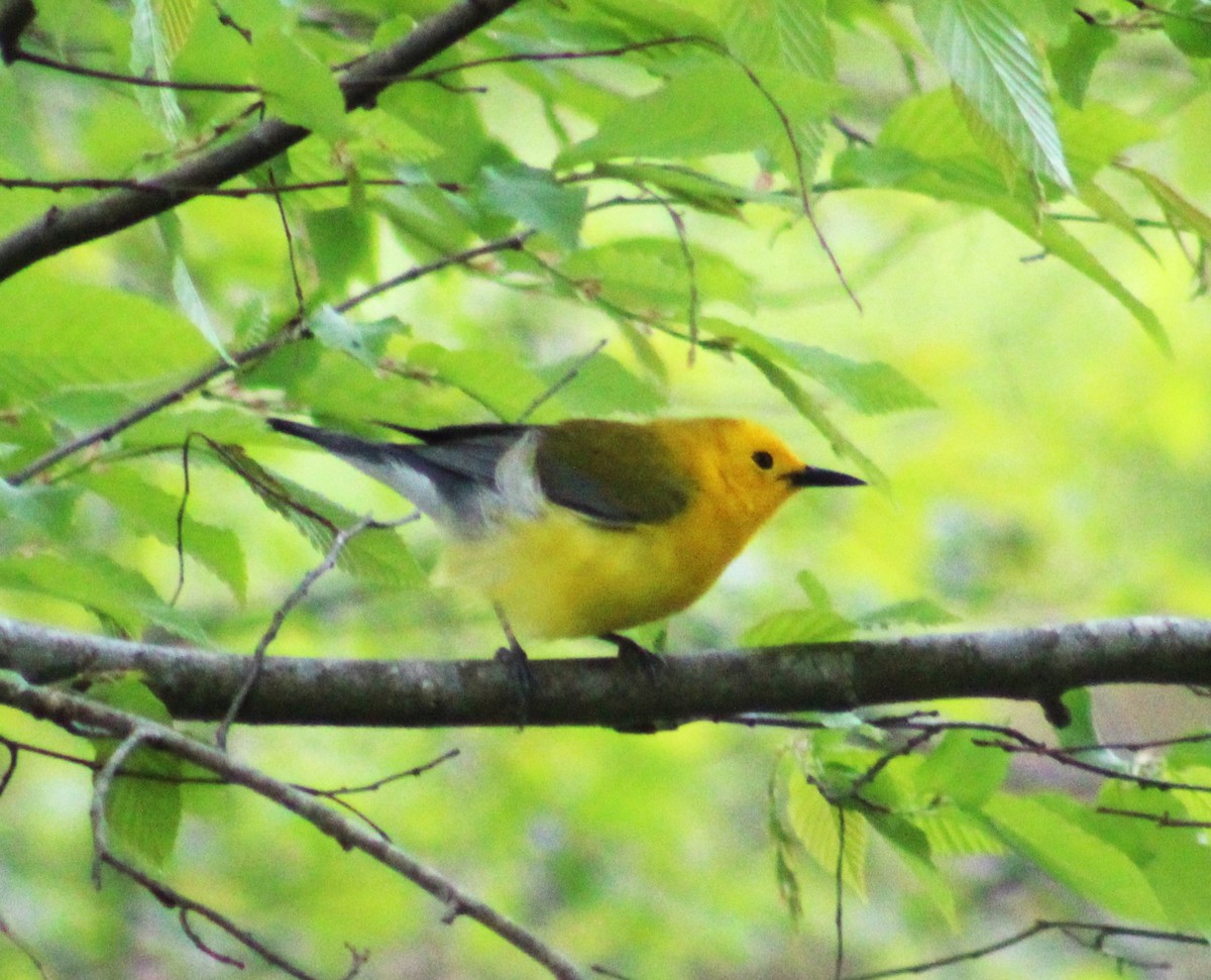 Prothonotary Warbler - ML618049132