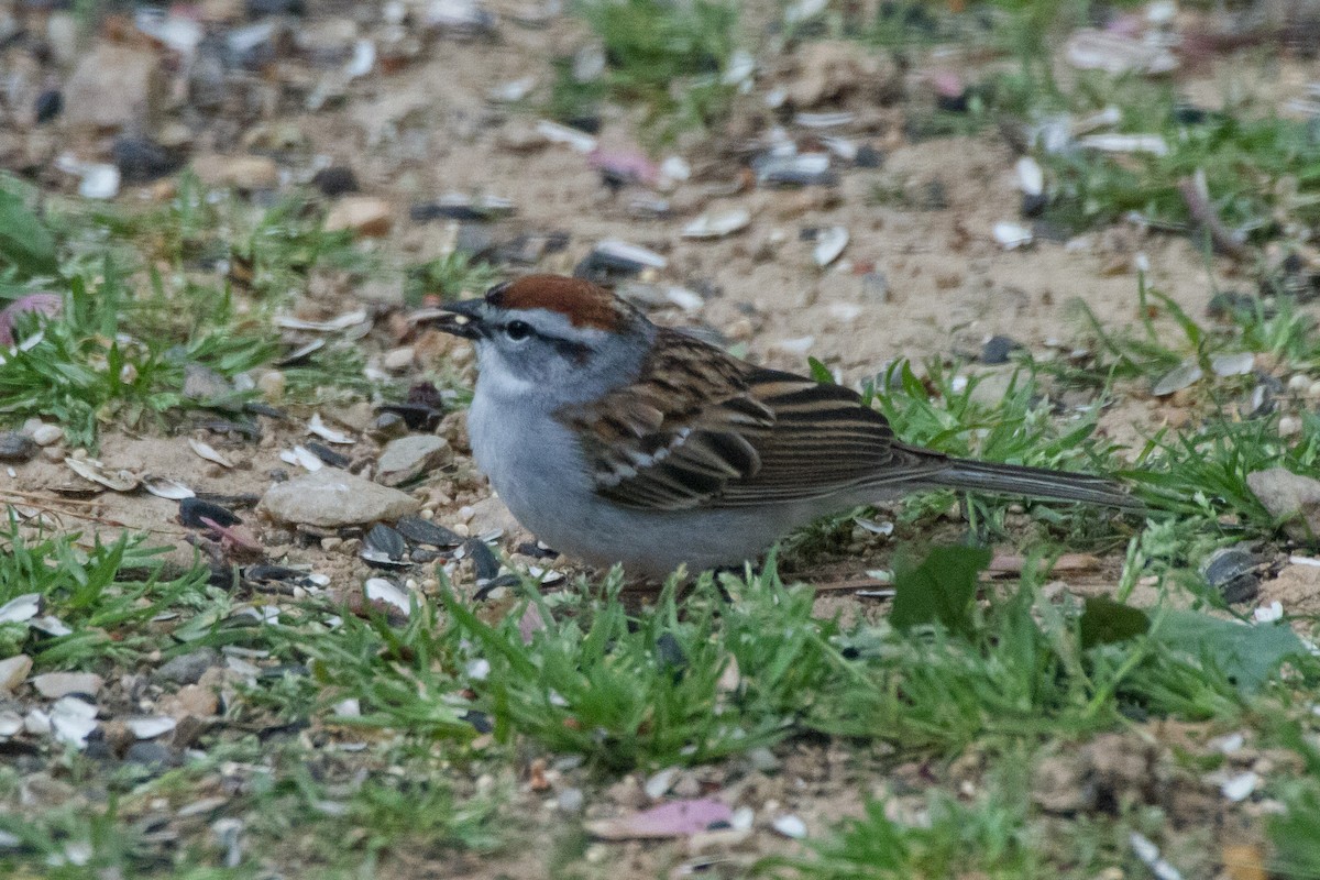 Chipping Sparrow - ML618049149