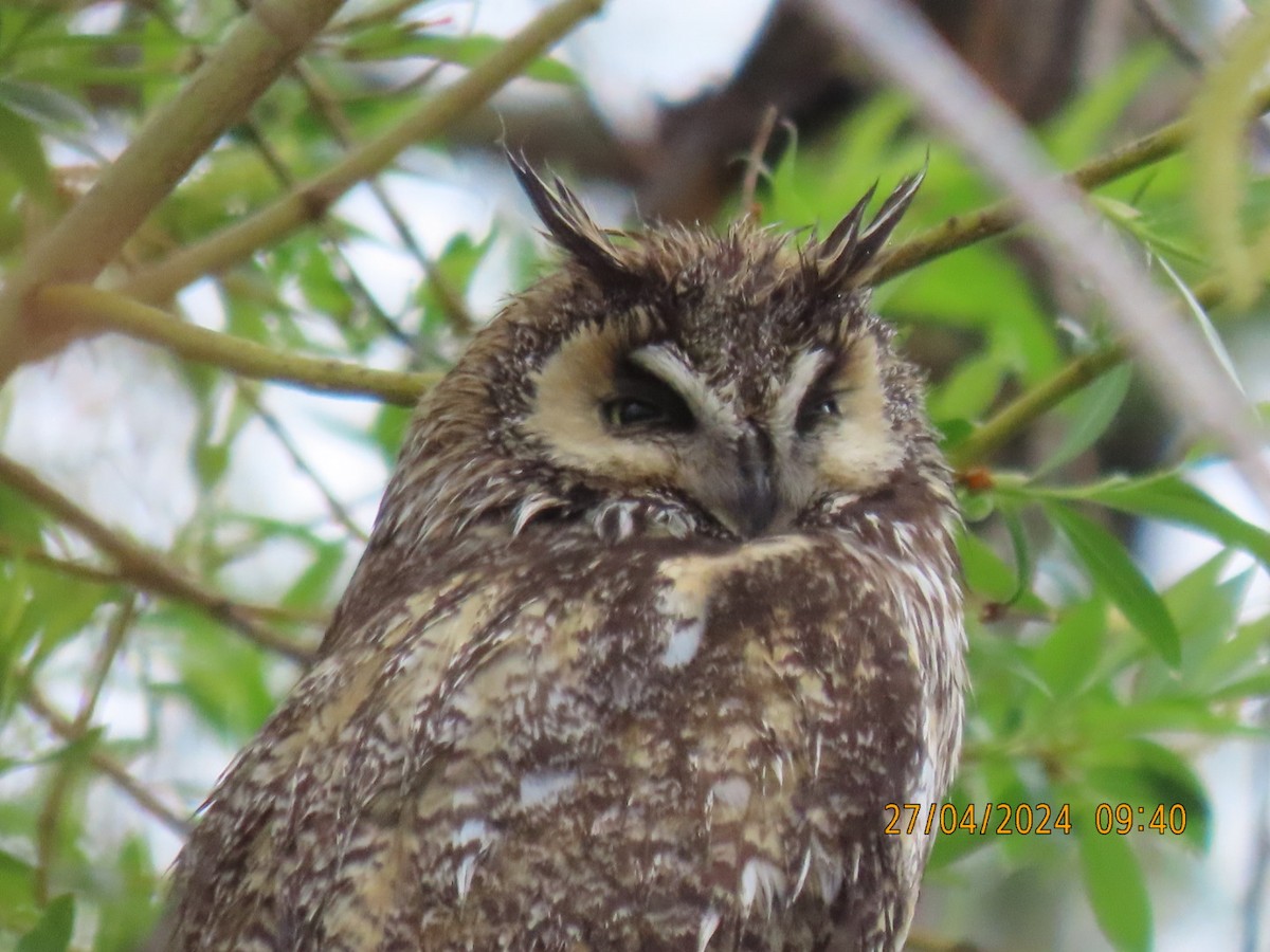 Long-eared Owl - ML618049150